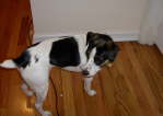 Pets Oct 07 - Paxie