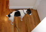 Pets Oct 07 - Paxie